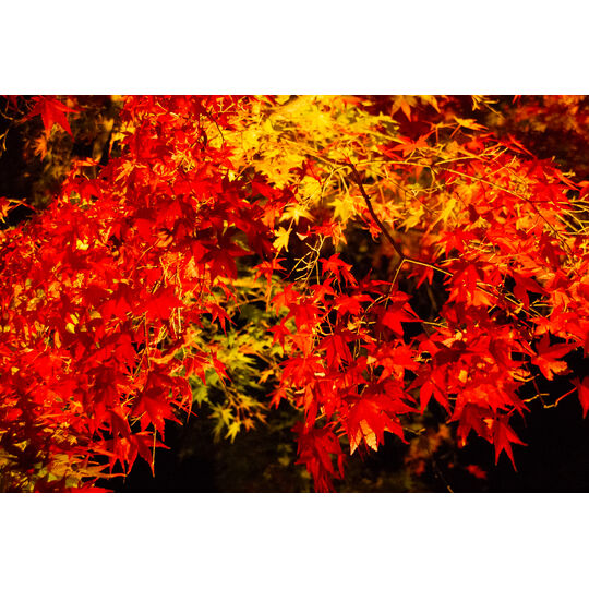 長谷寺紅葉６