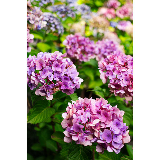 IMGP739b