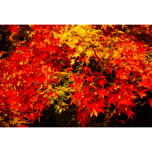 長谷寺紅葉６